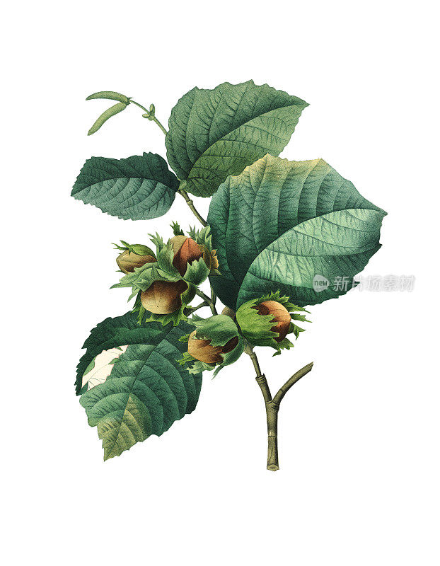 Corylus maxima | Redoute植物图例